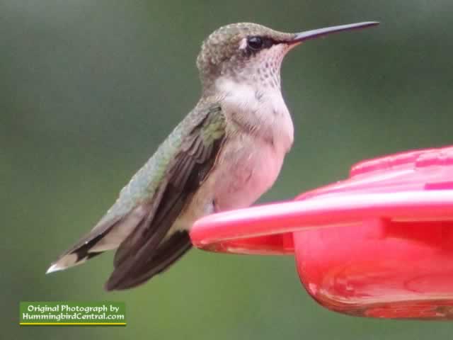 Ruby Throat Hummingbird near Tyler Texas